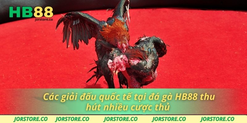Đá Gà HB88 Các giải đấu quốc tế tại đá gà HB88 thu hút nhiều cược thủ
