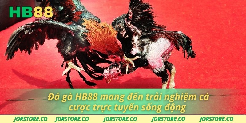 Đá Gà HB88 Đá gà HB88 mang đến trải nghiệm cá cược trực tuyến sống động